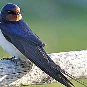 Barn Swallow  "Hirundo rustica"